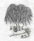 Willow Creek Logo